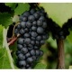AUTRES-ENFANCE GRAND TERROIR DES ECHANSONS DE FRANCE